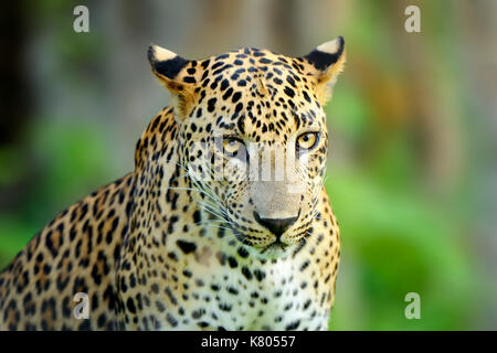 Sri Lanka marche leopard, gros chat sauvage repéré couché dans la nature habitat, parc national de Yala, au Sri lanka. Scène de vie sauvage nature. Leopard dans le gre Banque D'Images