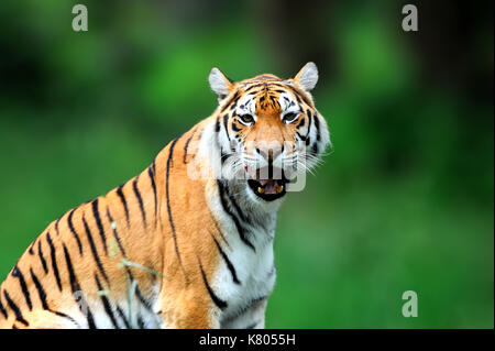 L'été avec Tiger. Siberian Tiger in belle habitat. danger animal. amur tiger assis dans l'herbe Banque D'Images