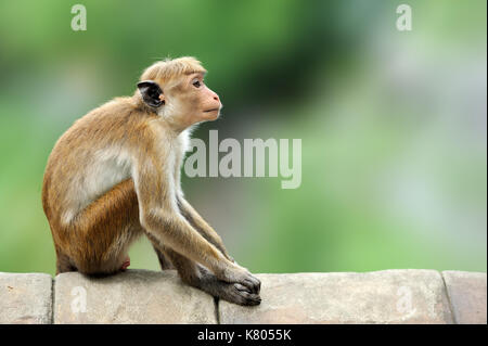 Toque macaque, Macaca sinica. monkrey sur l'arbre. macaque dans la nature habitat, Sri Lanka. détail de singe, scène de la faune de l'Asie. Belle couleur Banque D'Images