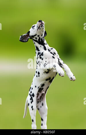 Adorable chien dalmatien l'extérieur en été. actif mignon sur dalmates pré vert Banque D'Images