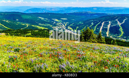 Randonnée à travers les prairies alpines couvertes de fleurs sauvages dans la montagne près de Sun Peaks dans la shuswap Highlands dans le centre de la Colombie-Britannique, Canada Banque D'Images