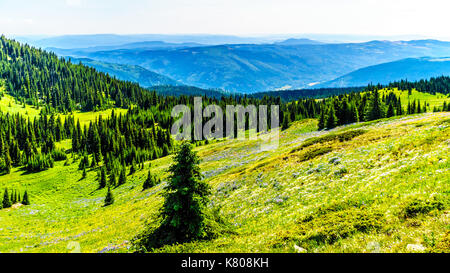 Randonnée à travers les prairies alpines couvertes de fleurs sauvages dans la montagne près de Sun Peaks dans la shuswap Highlands dans le centre de la Colombie-Britannique, Canada Banque D'Images