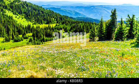 Randonnée à travers les prairies alpines couvertes de fleurs sauvages dans la montagne près de Sun Peaks dans la shuswap Highlands dans le centre de la Colombie-Britannique, Canada Banque D'Images