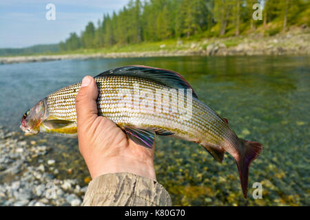 L'ombre de Sibérie. Un trophée de pêche à la main du pêcheur. Banque D'Images