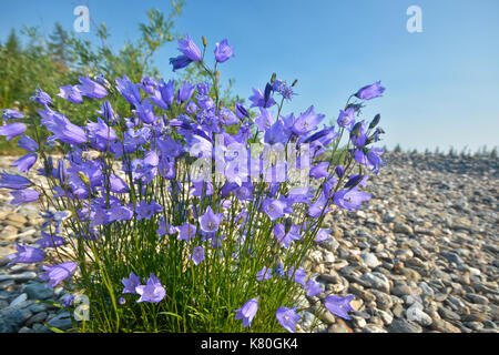 Un buisson de cloches sauvages sur le littoral de galets. L'été flore de l'Oural polaire. Banque D'Images