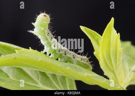 La fausse-arpenteuse du chou rayé est l'exploration sur des feuilles de basilic doux. Banque D'Images