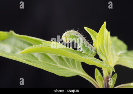 La fausse-arpenteuse du chou rayé est l'exploration sur des feuilles de basilic doux. Banque D'Images