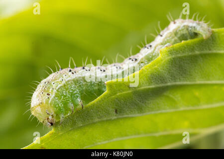 La fausse-arpenteuse du chou rayé est l'exploration sur des feuilles de basilic doux. Banque D'Images