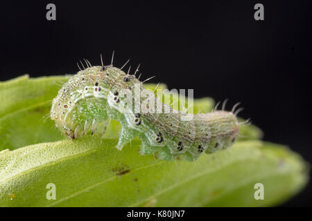 La fausse-arpenteuse du chou rayé est l'exploration sur des feuilles de basilic doux. Banque D'Images