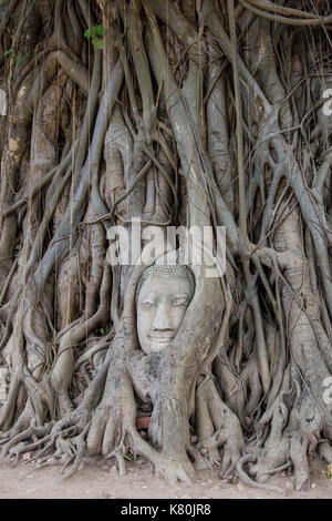 Tête de bouddha statue dans l arbre à Wat Mahathat - Ayutthaya Banque D'Images