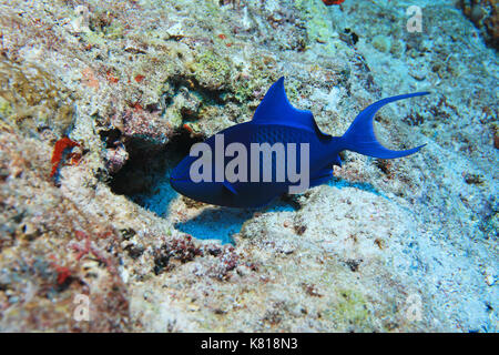 Triggerfish à dents rouges (Odonus niger) sous l'eau dans le récif tropical de corail Banque D'Images