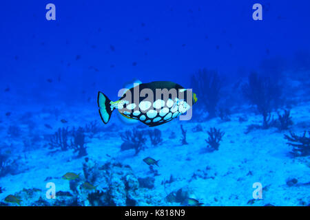 Clown Balistoides conspicillum (balistes) dans le sous-marin de coraux de l'océan indien Banque D'Images