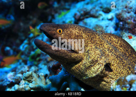 Grumes de jaune (gymnothorax flavimarginatus murène) sous l'eau dans les récifs coralliens tropicaux Banque D'Images