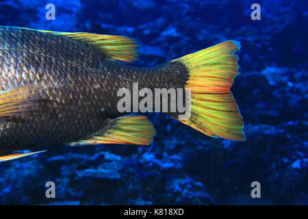 Queue de poisson empereur à taches orange (lethrinus erythracanthus) sous l'eau dans l'océan Indien tropical Banque D'Images