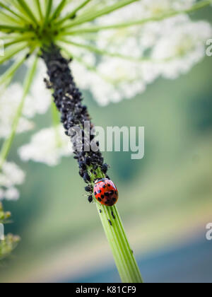 Une coccinelle (Coccinella septempunctata) au milieu de nombreuses plantes poux (Aphidoidea). Les coccinelles sont considérés comme des insectes utiles, parce qu'ils attaquent sur aph Banque D'Images