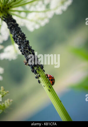 Une coccinelle (Coccinella septempunctata) au milieu de nombreuses plantes poux (Aphidoidea). Les coccinelles sont considérés comme des insectes utiles, parce qu'ils attaquent sur aph Banque D'Images