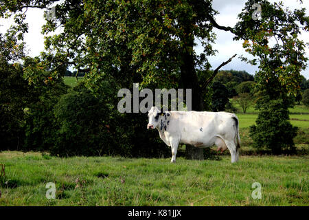 Vue paysage de vache laitière dans la zone en attente d'être traites Banque D'Images