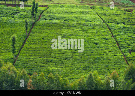 Les arbres situés dans les usines de thé entre plantations de thé, le Kenya Banque D'Images