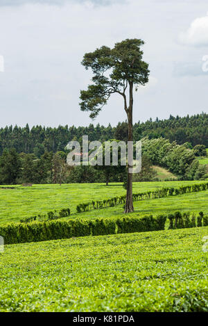 Les arbres situés dans les usines de thé entre plantations de thé, le Kenya Banque D'Images