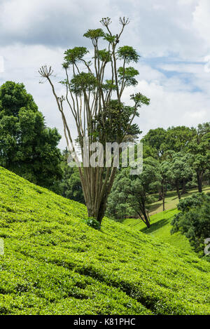 Les arbres situés dans les usines de thé entre plantations de thé, le Kenya Banque D'Images