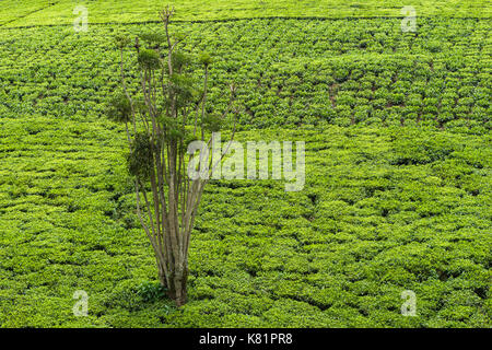 Les arbres situés dans les usines de thé entre plantations de thé, le Kenya Banque D'Images