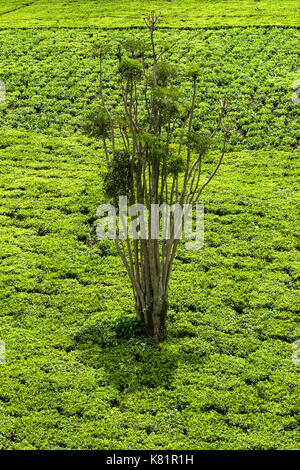 Les arbres situés dans les usines de thé entre plantations de thé, le Kenya Banque D'Images