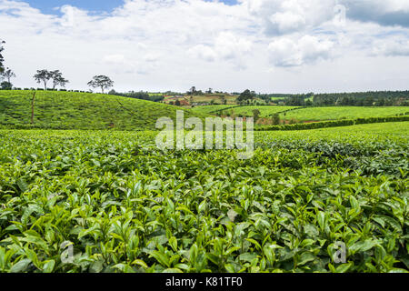 Collines avec champs de théiers dans les plantations de thé, le Kenya Banque D'Images