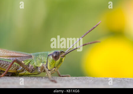 Meadow grasshopper (Chorthippus parallelus) sur le bois mort, portrait, Hesse, Allemagne Banque D'Images