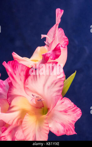 Glaïeul flower close up portrait Banque D'Images