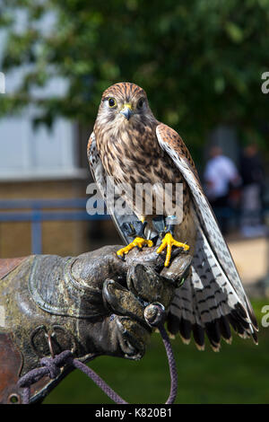 Kestrel britannique perché sur le gant d'un dresseur de faucon Banque D'Images