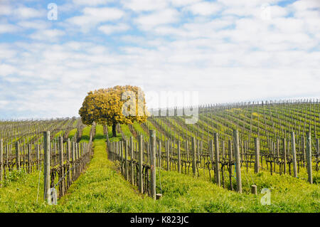 Vineyard Banque D'Images