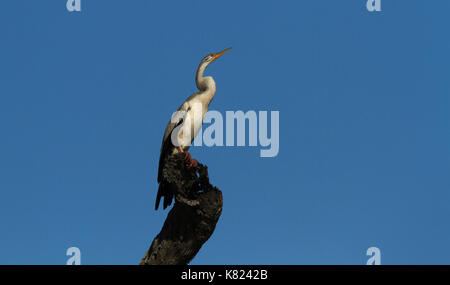 Australasian darter anhinga novaehollandiae, femme ou juvénile perché sur une souche d'arbre avec fond de ciel bleu et de copier l'espace. Banque D'Images