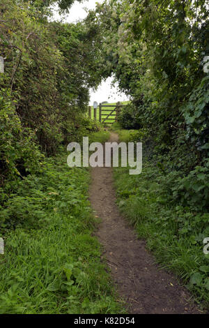 Un sentier à travers les bois menant à une passerelle qui suggère le mystère et une destination inconnue. Un sentier forestier menant vers une passerelle. Banque D'Images