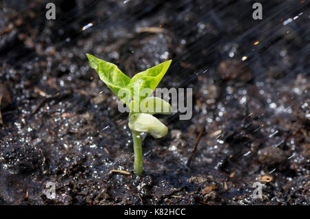 Close up of bean plant dans le sol organique Banque D'Images