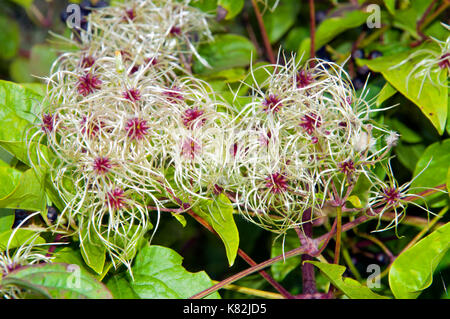 La joie des voyageurs, old man's beard (clematis vitalba), fleur, Hampshire, Angleterre Banque D'Images