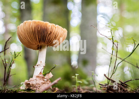 Beaux champignons vénéneux et champignons comestibles dans la forêt. saison de l'automne, septembre. Banque D'Images