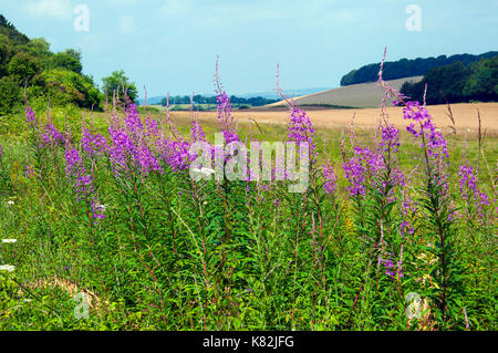 Rosebay Willowherb (Chamerion angustifolium) poussant à Farley Mount près de Winchester Hampshire Banque D'Images