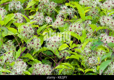 La joie des voyageurs, old man's beard (clematis vitalba), fleur, Hampshire, Angleterre Banque D'Images