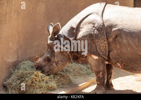 Rhinocéros indien appelé aussi Rhinoceros unicornis est trouvé dans les savanes de l'Inde et le Népal Banque D'Images