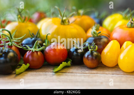 Rouge, jaune, orange et noir sortes de tomates sur vintage table en bois. Prune noire, jaune sous-marin, Shimmeig Creg, Green Zebra et Indigo Rose Banque D'Images