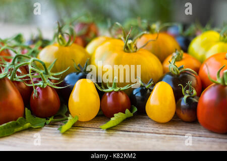 Rouge, jaune, orange et noir sortes de tomates sur vintage table en bois. Prune noire, jaune sous-marin, Shimmeig Creg, Green Zebra et Indigo Rose Banque D'Images