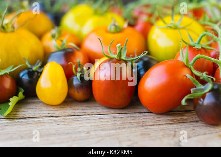 Rouge, jaune, orange et noir sortes de tomates sur vintage table en bois. Prune noire, jaune sous-marin, Shimmeig Creg, Green Zebra et Indigo Rose Banque D'Images