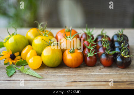 Rouge, jaune, orange et noir sortes de tomates sur vintage table en bois. Prune noire, jaune sous-marin, Shimmeig Creg, Green Zebra et Indigo Rose Banque D'Images