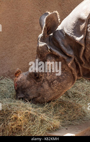 Rhinocéros indien appelé aussi Rhinoceros unicornis est trouvé dans les savanes de l'Inde et le Népal Banque D'Images