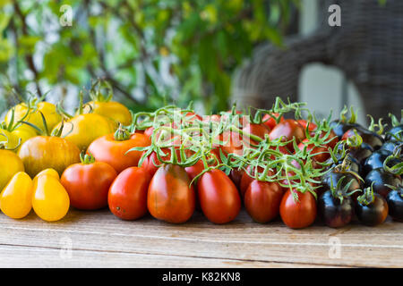 Rouge, jaune, orange et noir sortes de tomates sur vintage table en bois. Prune noire, jaune sous-marin, Shimmeig Creg, Green Zebra et Indigo Rose Banque D'Images