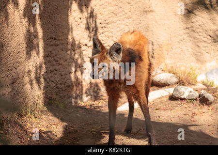Le loup à crinière chrysocyon brachyurus peuvent être trouvés dans les prairies de la Bolivie, le Brésil et le Paraguay. Banque D'Images