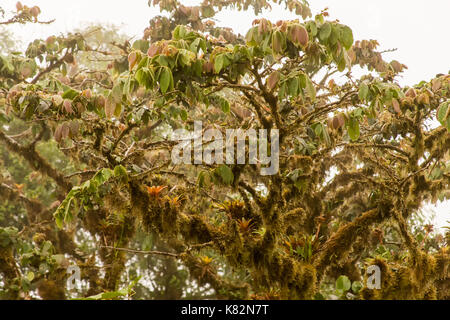 Bromeliads et moss qui poussent sur les branches d'arbres dans le Parc National de Monteverde, Costa Rica, Amérique Centrale Banque D'Images