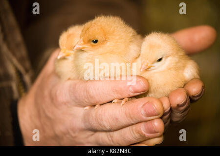 Trois poussins Orpington Buff tenue à une main d'homme à Baxtor Barn farm en ville d'automne, WA Banque D'Images