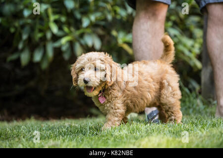 Huit semaine Goldendoodle puppy 'Bella' jouant sur la pelouse à côté de son propriétaire en Issaquah, Washington, USA Banque D'Images