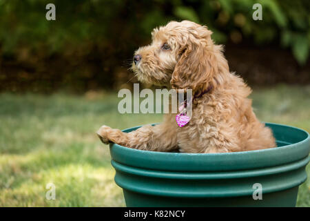 Huit semaine Goldendoodle puppy 'Bella' assis à l'intérieur d'un pot de fleurs vide, ne sachant pas comment s'en sortir, à Issaquah, Washington, USA Banque D'Images